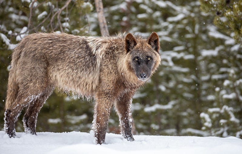 Gray wolf in snow