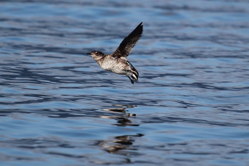 Robin Corcoran/USFWS