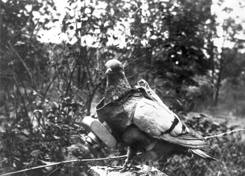 An early Earth Observation system: a camera worn by a pigeon to take pictures of the Earth from above