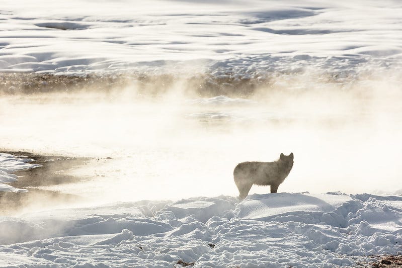 Gray wolf of the Wapiti Lake Pack is silhouetted by a nearby hot spring