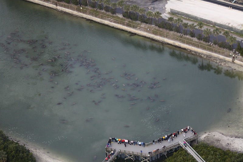 Tampa Electric Apollo Beach manatee aggregation 