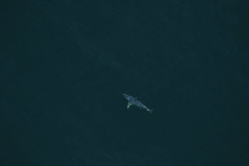 A shortfin mako shark spotted approximately 22NM off Cumberland Island, GA on Mar. 20, 2017.