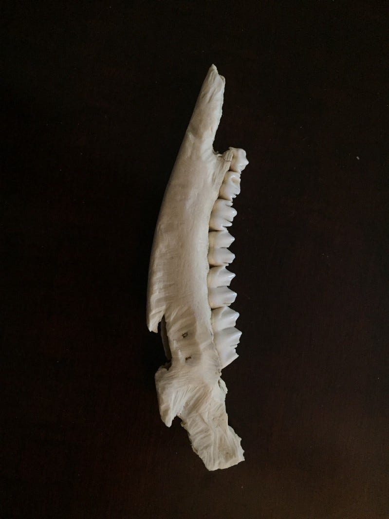 A deer jawbone in vertical position shows the marks of vultures.