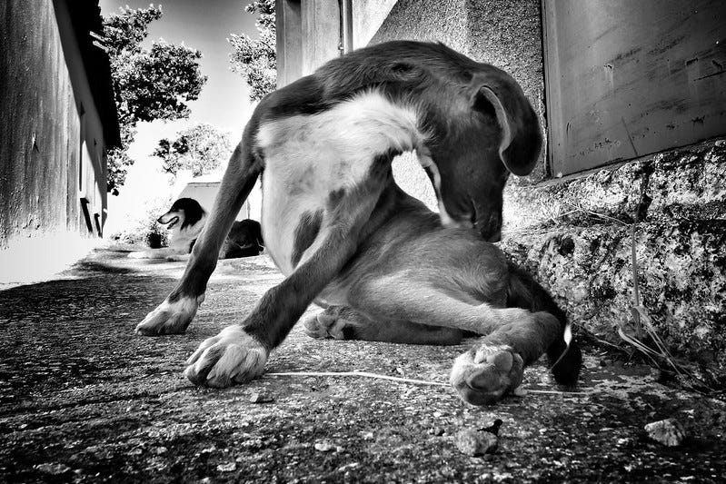 Black and white photo of dog biting his butt to relieve an itch