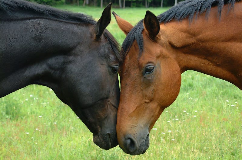 A black horse and a brown horse rubbing noses together