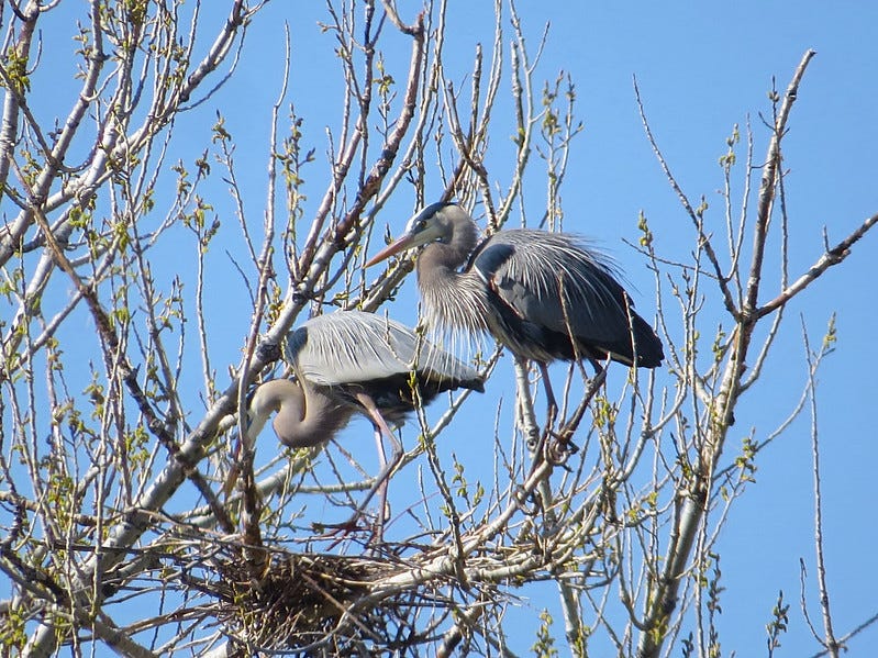 The heron that was moving away has returned to help the first bird build its nest.