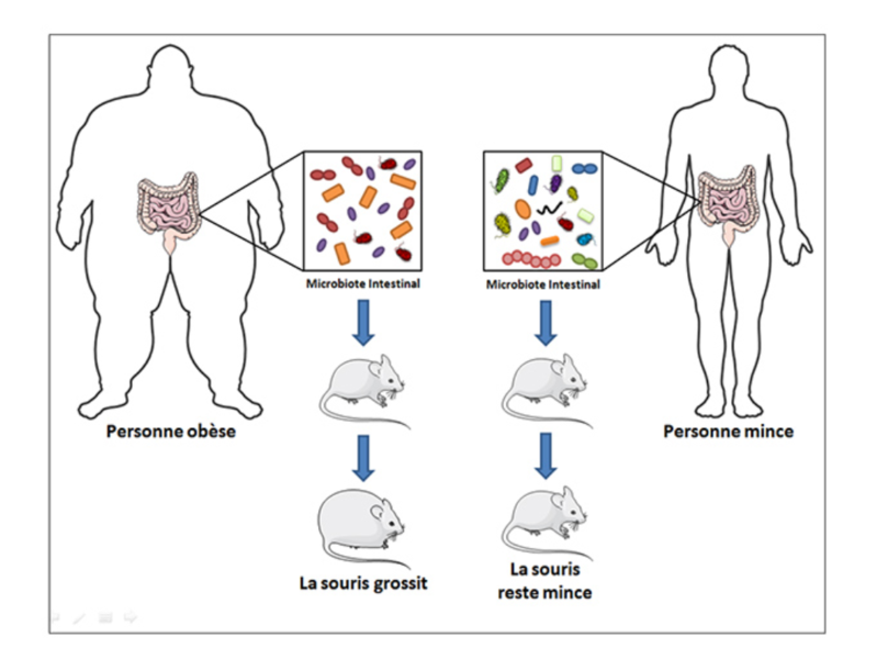 Mice with healthy gut microbiomes had a lower incidence of obesity compared to those with unhealthy gut microbiota.