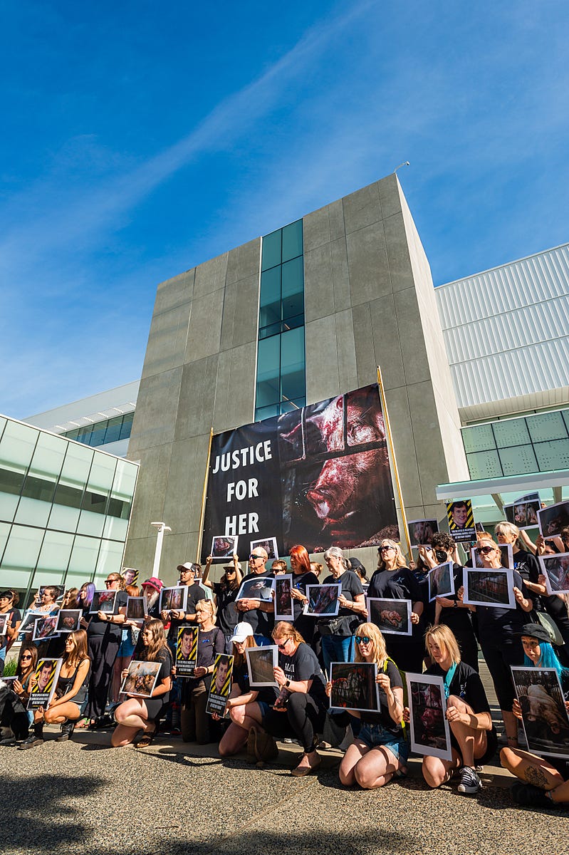 On the first day of trial for three of the activists dubbed the “Excelsior4”, in Abbotsford, British Columbia, supporters hold a courthouse rally and display images of farmed pigs and other protest signs that call out the BCSPCA. The signs that the supporters hold all feature pigs that were photographed inside the farm. Canada, 2022. Suzanne Goodwin / We Animals Media