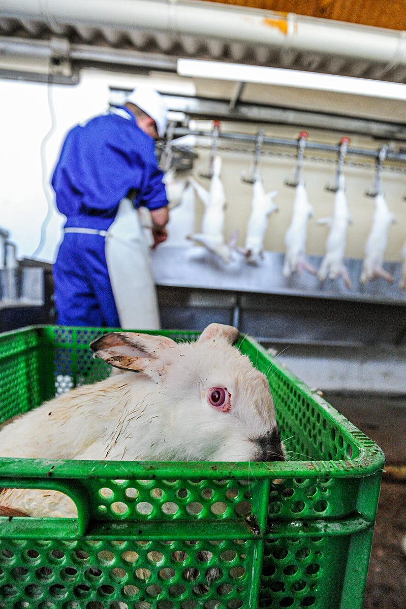 Rabbits next in line for slaughter. Spain, 2010. Jo-Anne McArthur / Animal Equality / We Animals Media