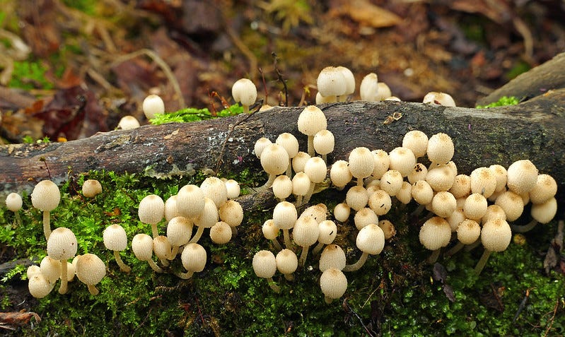 A mass of white mushrooms on moss on a fallen log.