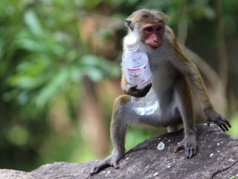 Monkey stealing a tourist’s bottle of water.