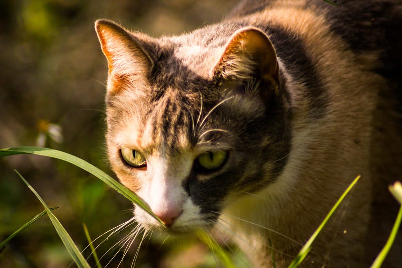 Photo of a cat on the prowl in the grass