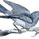 small-bluebird
