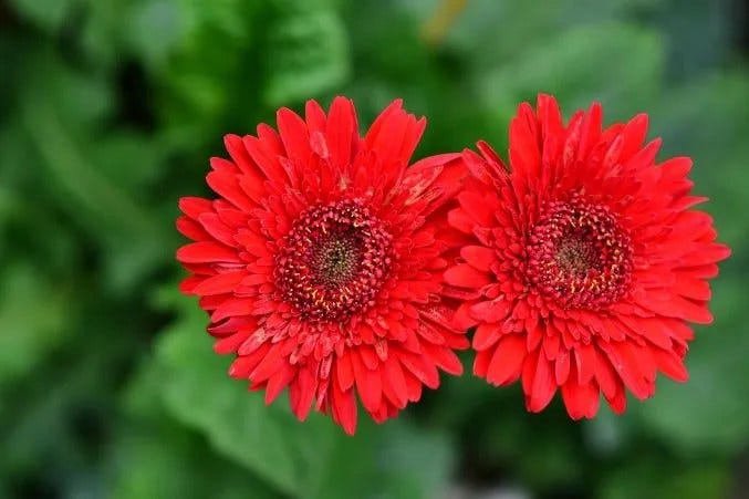 A Complete Guide to Red Flowers and Their Meanings