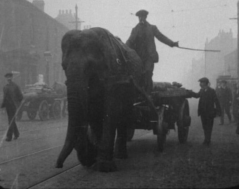 Lizzie the elephant features in historical novel Roseleigh. She and others replaced the animals sent to the front lines of WWI.