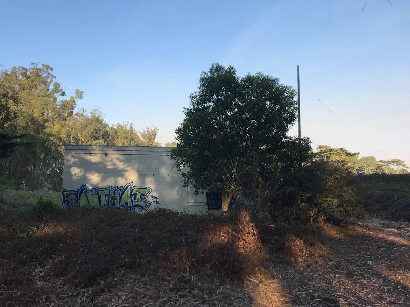 A box-like single-story building with graffiti, half covered by a tree, as seen in the late afternoon light.
