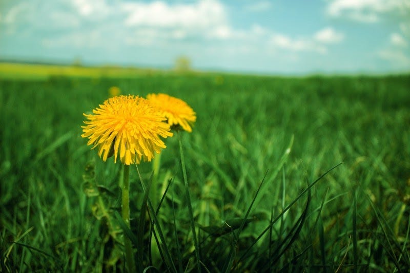 One lone dandelion