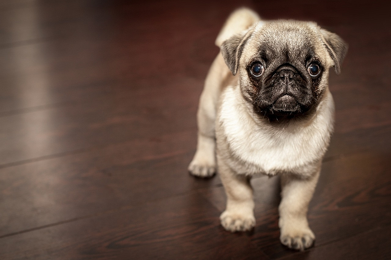 Why Featuring an Animal in Your Next Branded Video Will Drive Sales