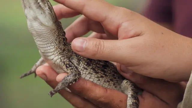 Viral Ibu Biarkan Balitanya Rebahan Bareng Ratusan Buaya, Ngeri!