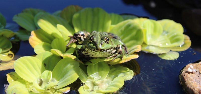 water lettuce and frog