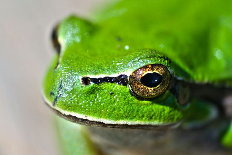 a close up image of a green frog