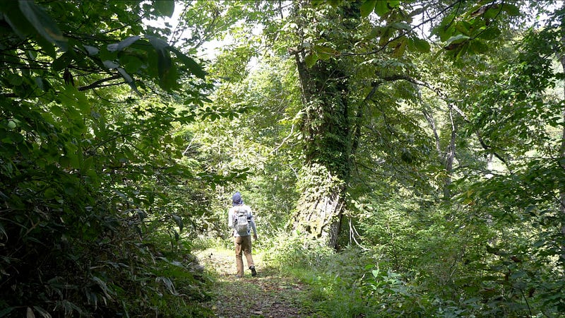 Tim Bunting Kiwi Yamabushi stares up at a giant birch tree on Daizumori-yama surrounded in greenery.