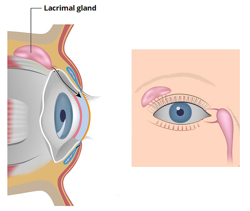A diagram of the eye and Lacrimal System