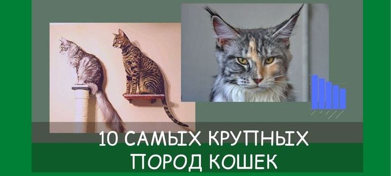 10 самых крупных пород кошек