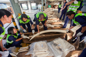 People handle ivory.