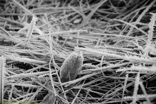 Frozen Leaf - Black And White