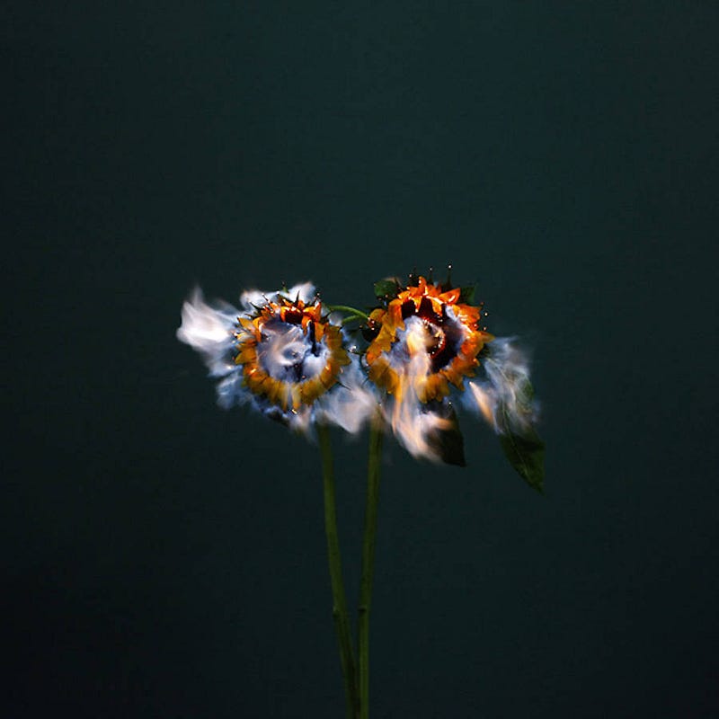 fireflowers-3-900x900