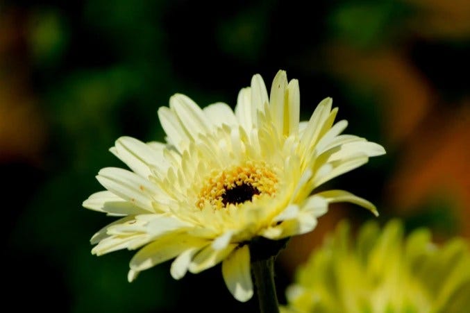 Daisies Meaning, Symbolism, Types & Stories with Each Petal