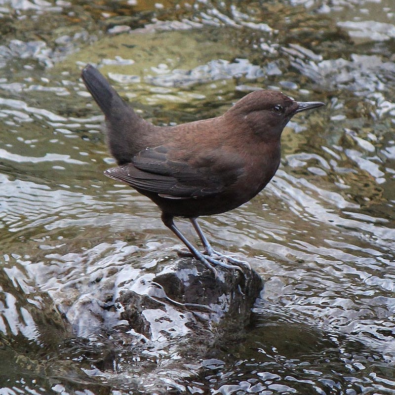 Brown bird standing on a rock in a river.
