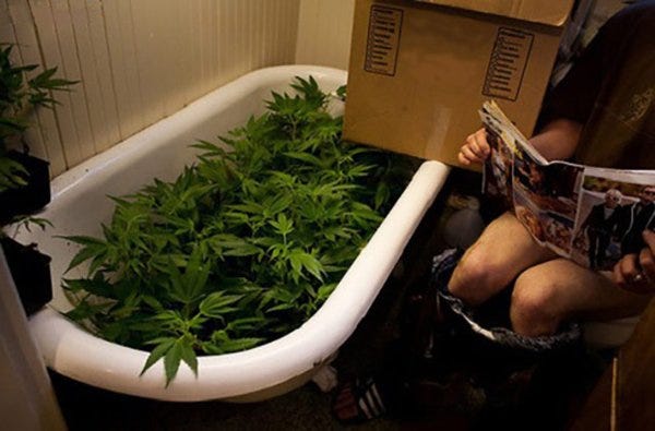 8 Most Offensive #Marijuana Strain Names
