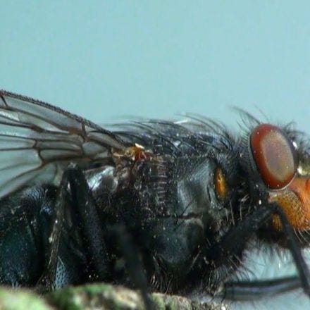 Why Is It So Hard to Swat a Fly?
