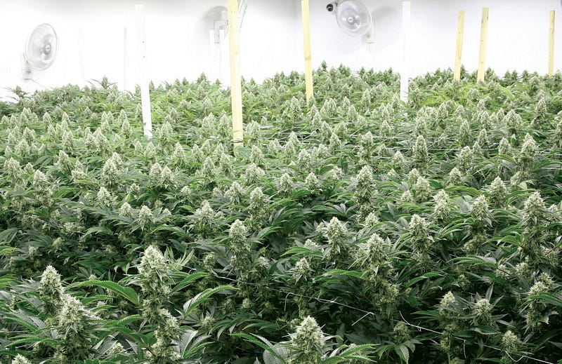 Pot Prices: June 2016 THMQ. Are These Reflective of Your Prices?