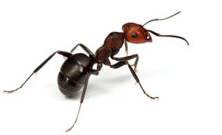 ants DreAllDay.com