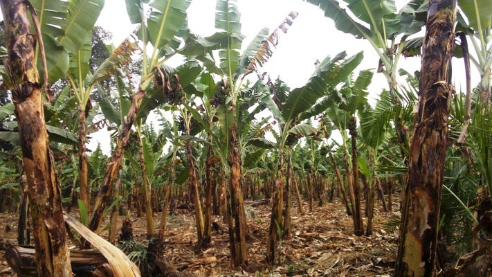 A banana garden