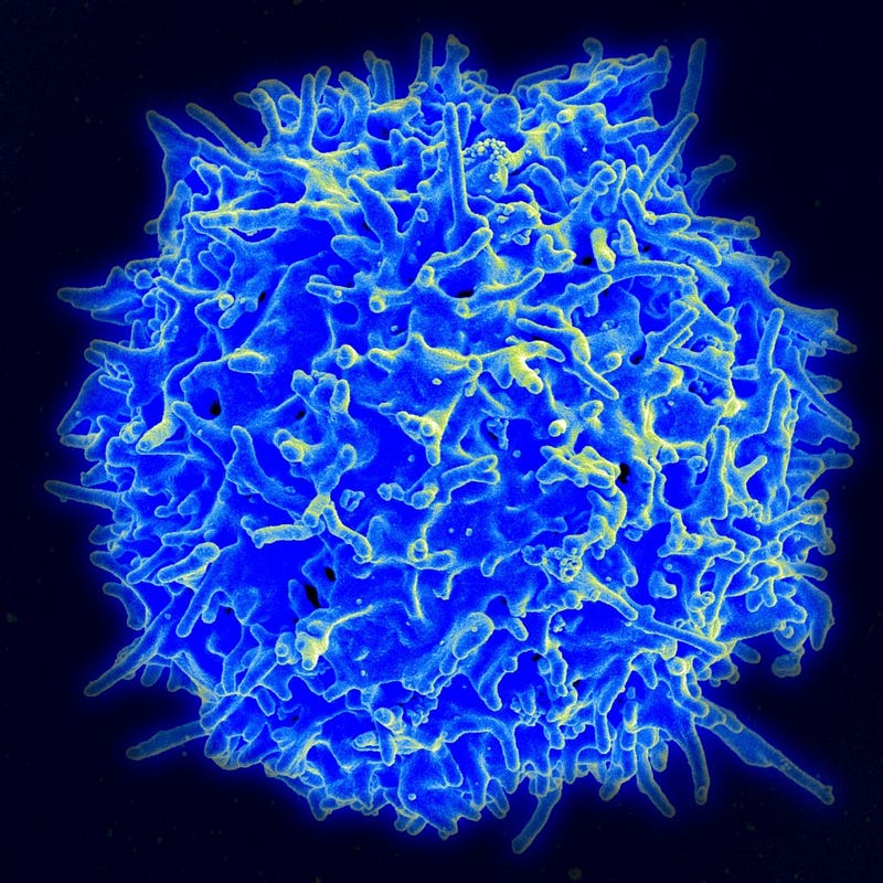 Cell