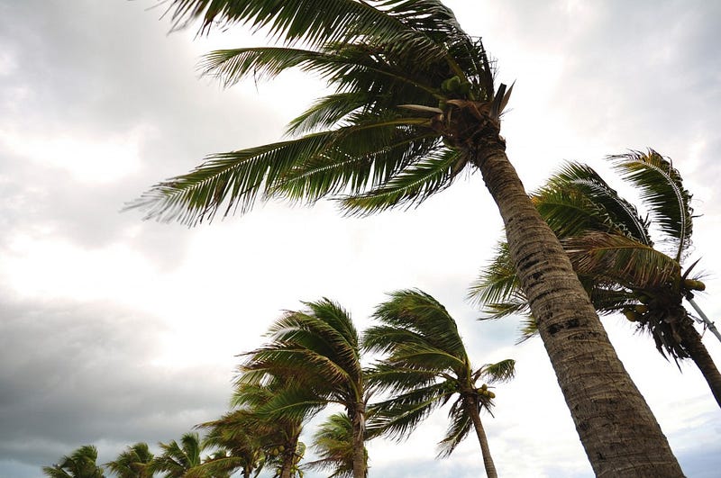 Palm tree at the hurricane, Blur leaf cause windy and heavy rain