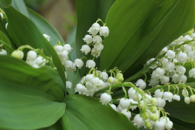 Best Anniversary Flowers by Year and What They Quietly Say