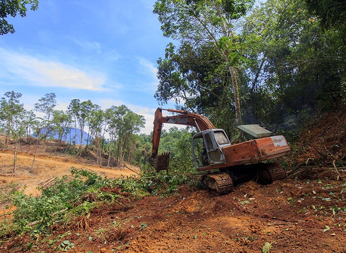 Deforestation is a major threat to biodiversity. Image: Shutterstock