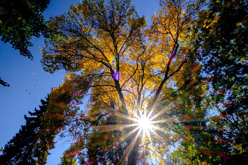 2015-09-27 Washington Park Arboretum 14-41-27-07