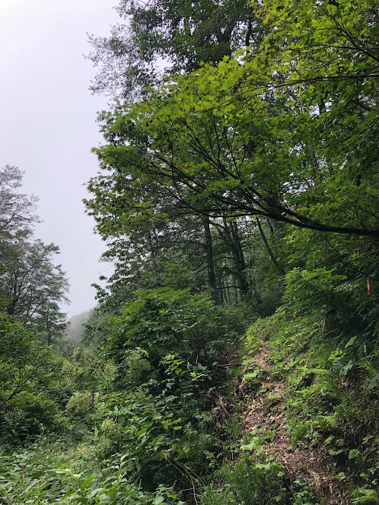 The trails of Okina-san in the mist