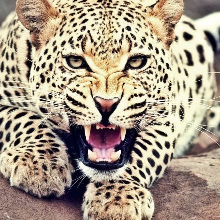 Watch Villagers Save Drowning Leopard in Dramatic Rescue