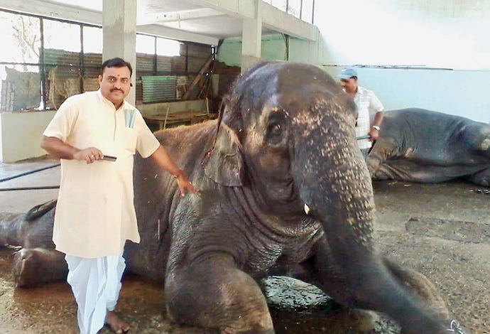 Prasad Joshi started taking care of zoo elephants since 2013