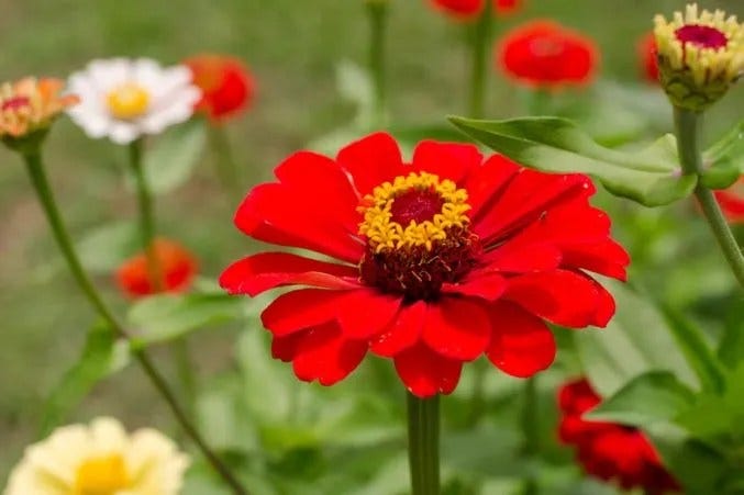 A Complete Guide to Red Flowers and Their Meanings