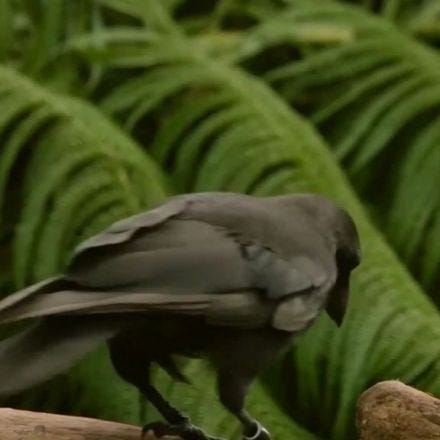 This Endangered Hawaiian Crow is a Master Tool-User
