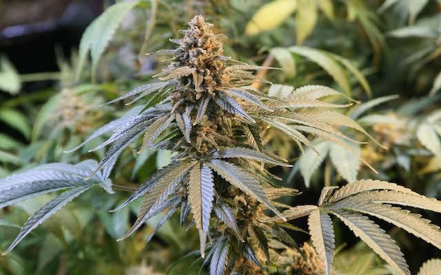 Watch the First Proposition 64 TV Ad from #California.