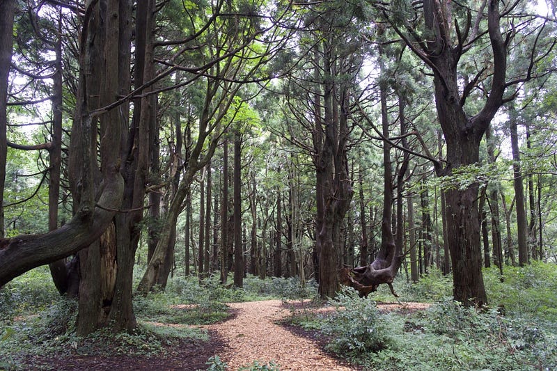 The Forest of Illusions, Phantom Forest, or Forest of Fantasy, Genso-no-Mori in Tozawa Village